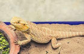What Active Bearded Dragon Behavior Looks Like in Healthy Bearded Dragons
